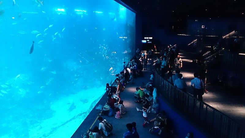 SEA aquarium Singapore | Image Credit - ProjectManhattan, CC BY-SA 3.0 Via Wikimedia Commons