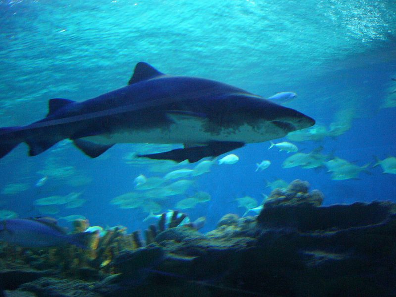 Aquarium KLCC
