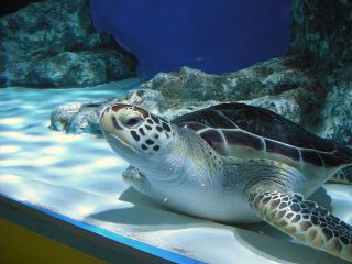 Otaru_Aquarium | Image Credit - T DMY, CC BY 3.0 Via Wikimedia Commons