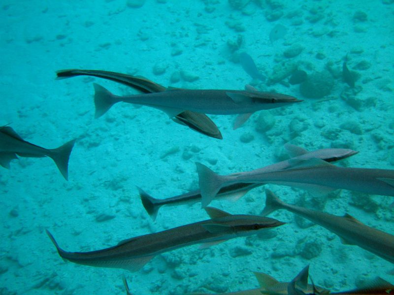 Maldives Diving