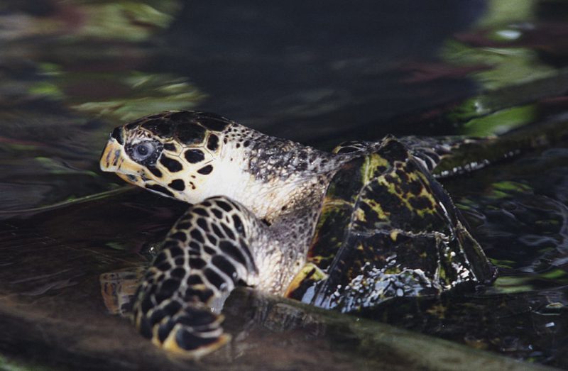 Kosgoda Turtle Hatchery