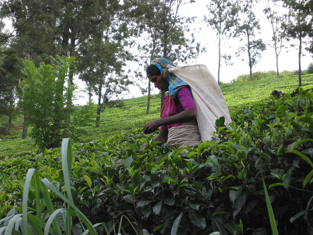 Tea Cultivation