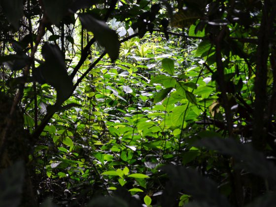 Gardens