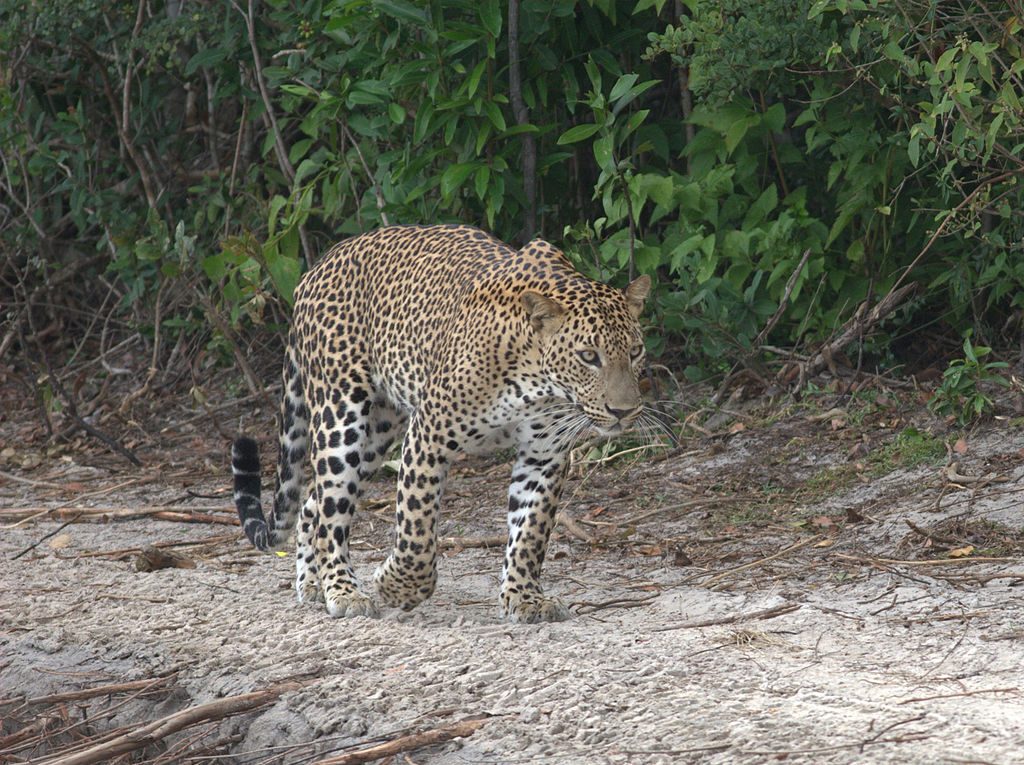 Wild Life in Sri Lanka