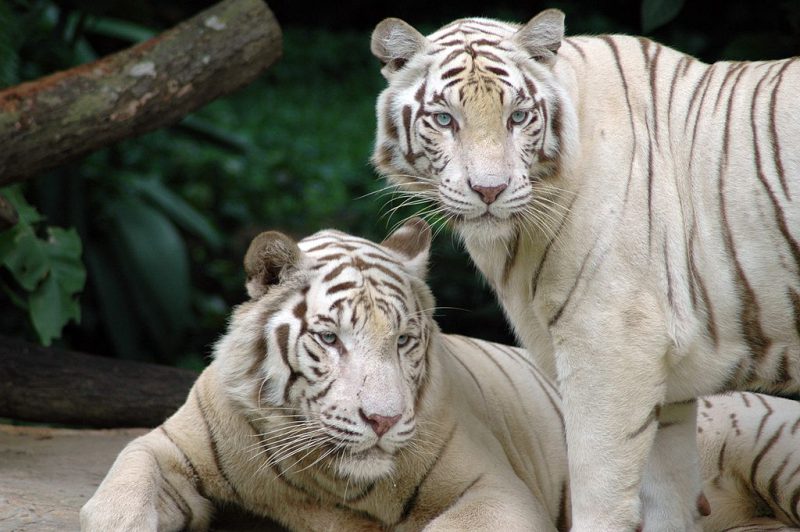 Singapore Zoo