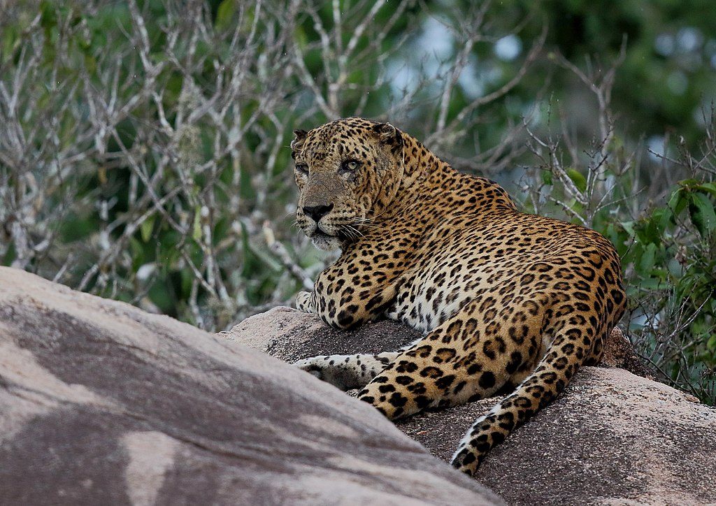 Leopard at Yala National Park