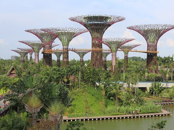 SuperTree Grove