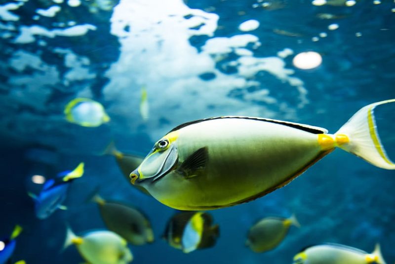 Otaru_Aquarium