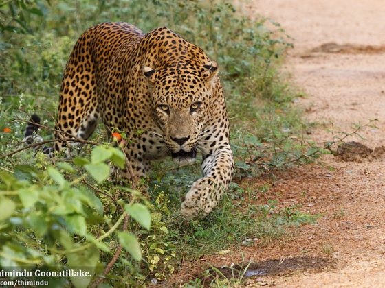 Sri Lankan Leopard - Yala National Park