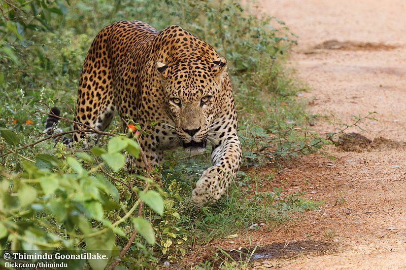 Sri Lankan Leopard - Yala National Park