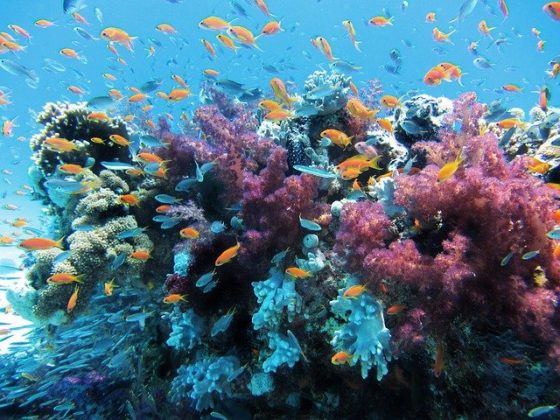 coral reef