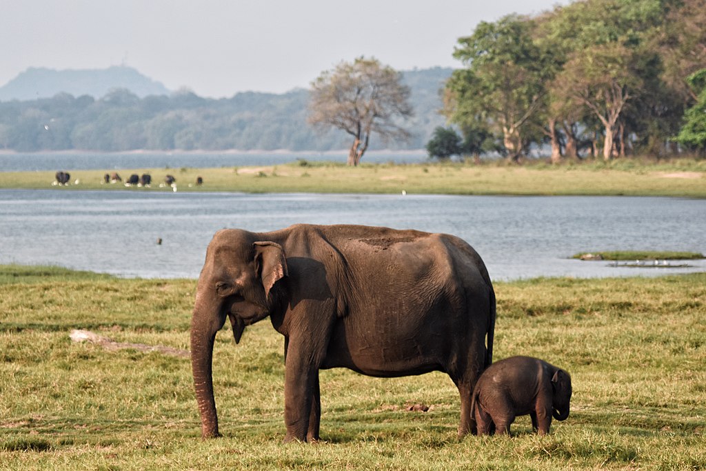 Elephants at Minneriya National Park