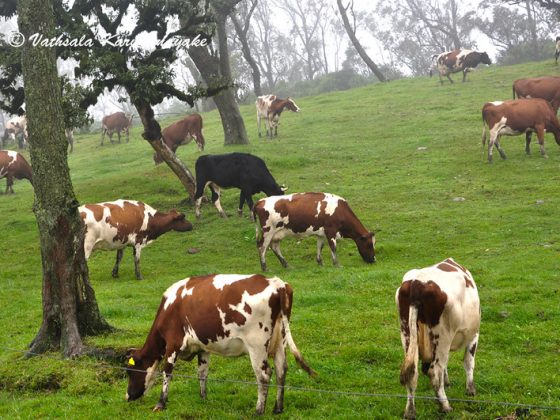 Ambewela Farm