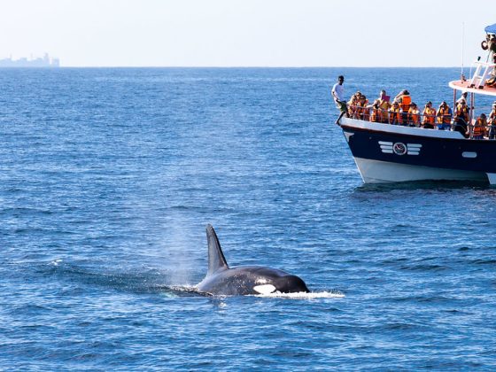 Whale watching