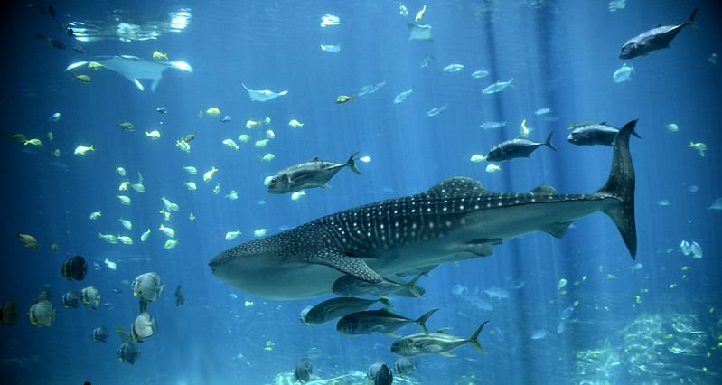 Whale Sharks and Manta Rays