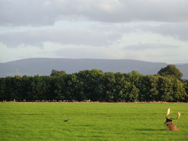Phoenix Park Farm