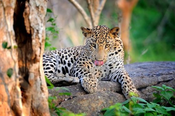 Leopard_on_stone_in_Yala_National_Park