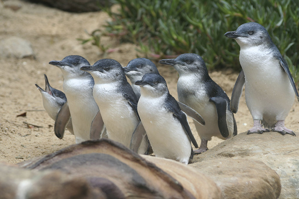 Penguin_Parade