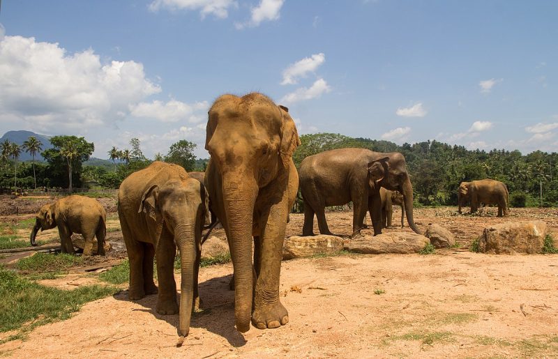 pinnawala elephant orphanage