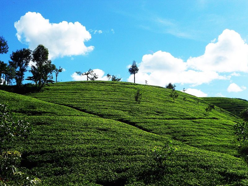 Ceylon_tea