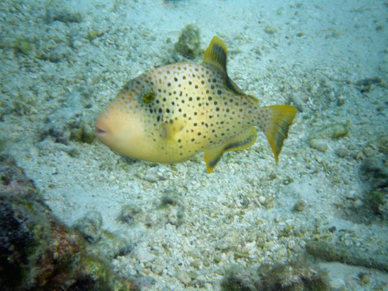 Maldives_fish