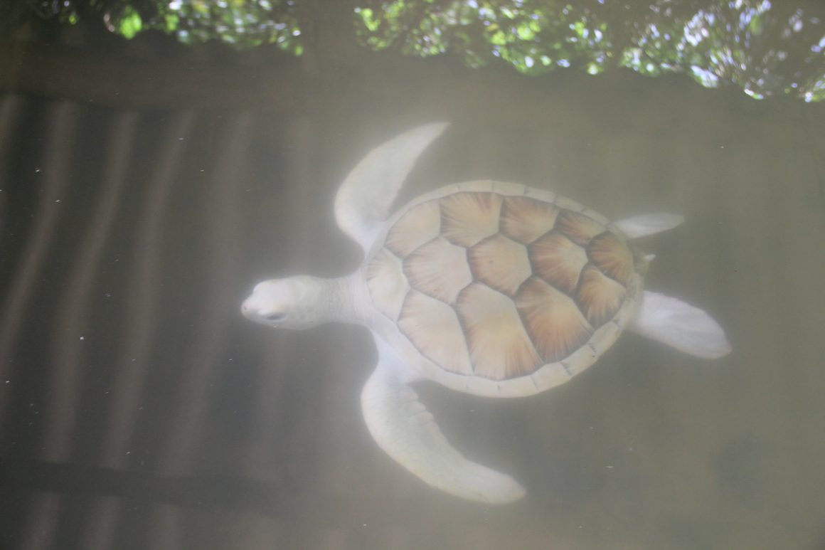 Albino Turtle