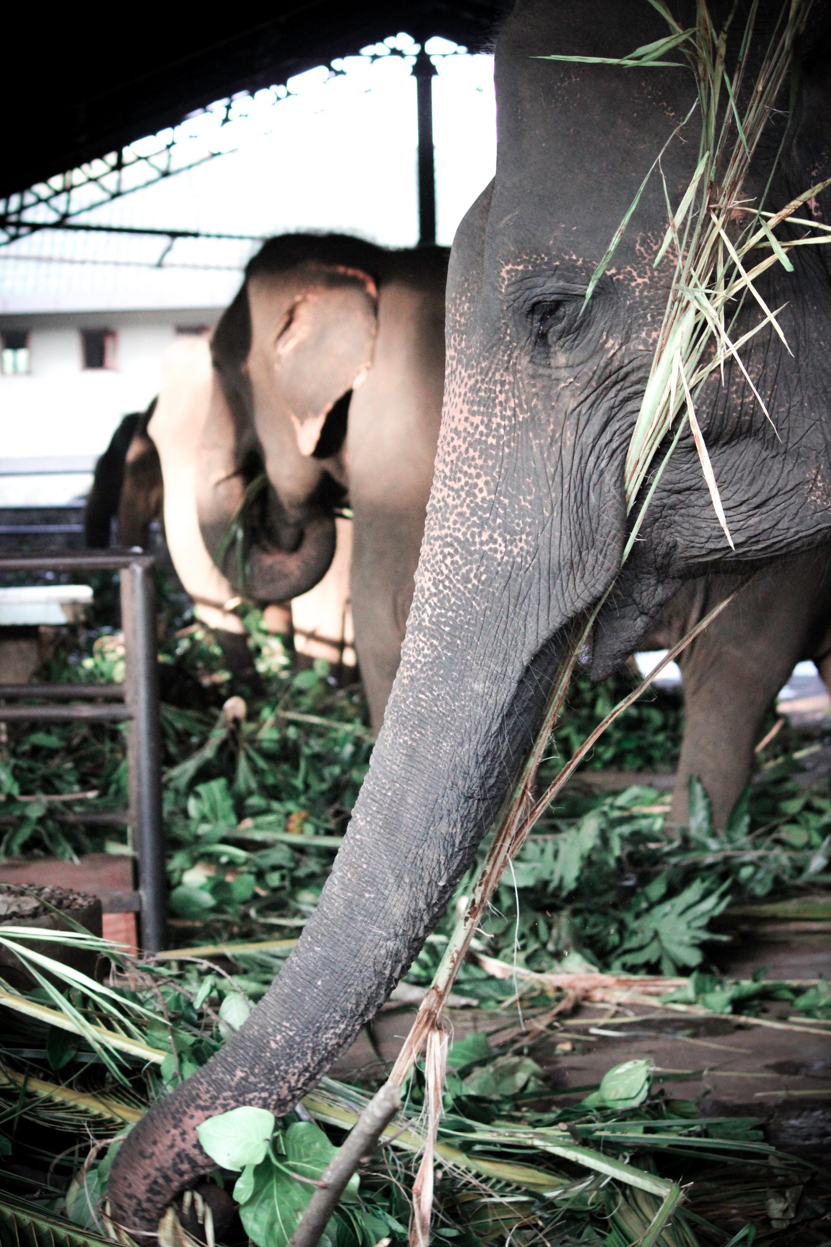 Elephants being fed at an orphanage