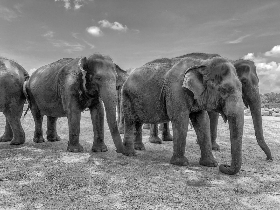 Pinnawala Elephant Orphanage, Rambukkana, Sri Lanka