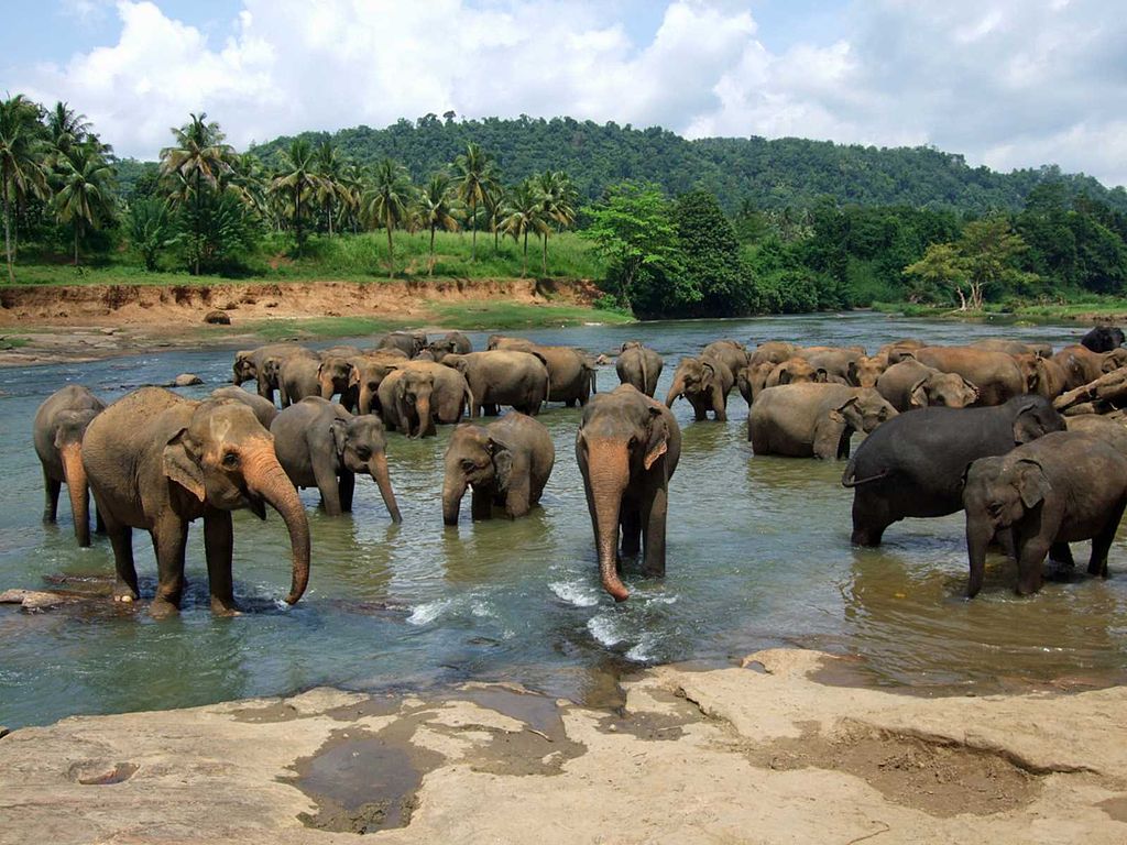 1024px-Pinnawala_elephant_orphanage