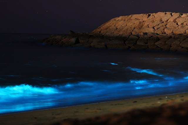 Bioluminescent beaches