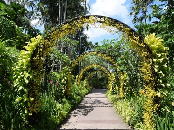 Singapore Botanic Gardens 