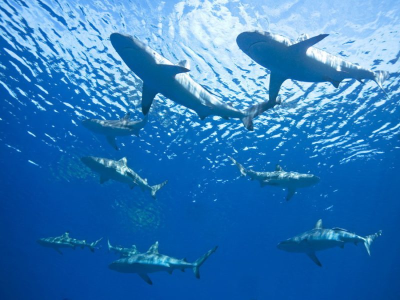 Hanifaru_Bay_Sharks
