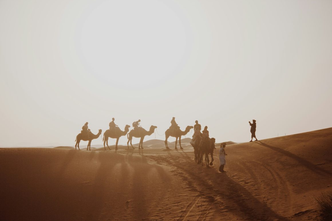 Camels, Falcons and Salukis: Discovering UAE Desert Heritage