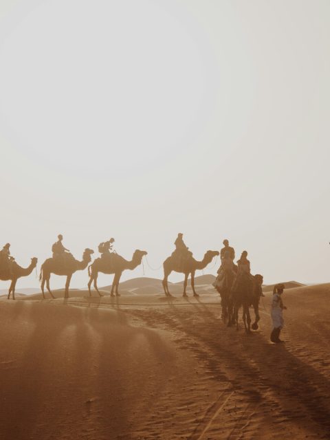 Camels, Falcons and Salukis: Discovering UAE Desert Heritage