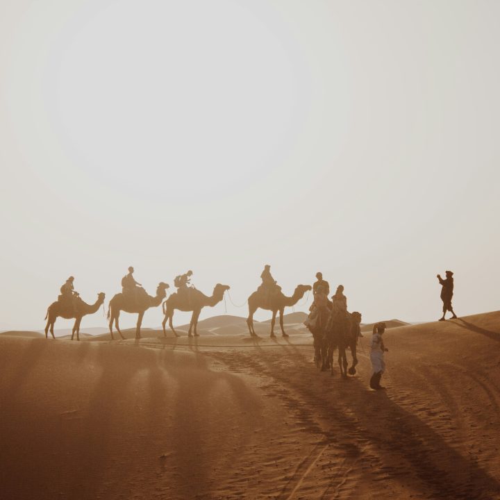 Camels, Falcons and Salukis: Discovering UAE Desert Heritage