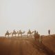 Camels, Falcons and Salukis: Discovering UAE Desert Heritage
